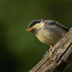 Redwell   27 05 2020   D500   Les 14.jpg